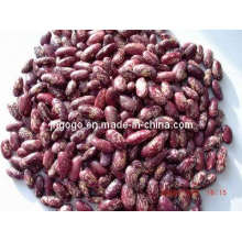 Top Quality Purple Speckle Kidney Beans